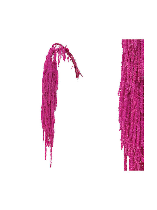 Dried Plant Amaranthos Fuchsia Marhome