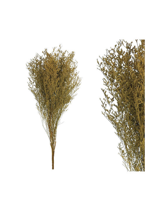 Dried Plant Brown Marhome