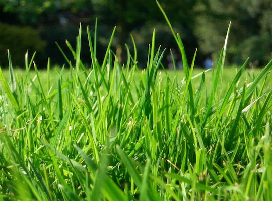 Semințe Gazon Festuca Titan Arundinacea 1kg