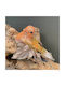 Hängendes Ornament Vogel Orange 7x12cm