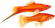 Xiphophorus Helleri Red