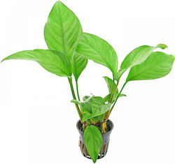 Stoffels Live Aquarium Plant