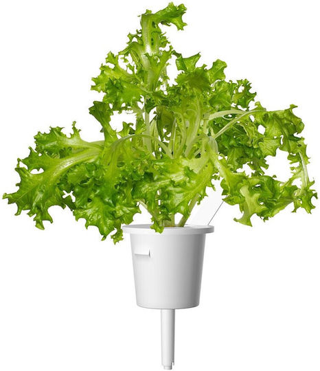 Click & Grow Smart Refill Oakleaf Lettuce 3pcs