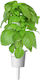 Click & Grow Smart Garden Refill Marseille Basil 3 pcs