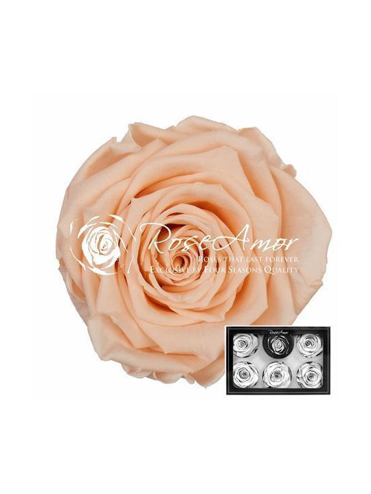 Ewige Rose 6Stück Fankon Flowers