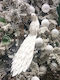Due esse Christmas Figure Peacock White Height 58cm