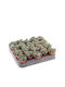 Mammillaria Hildagensis 5,5 cm