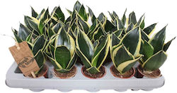 Sansevieria 'Golden Hahnii Black' 6 cm
