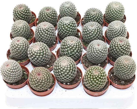 Mammillaria Matudae 5.5cm