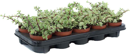 Portulacaria Afra F Variegata 10.5cm