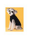 Animal Strickpullover Hund in Schwarz Farbe 27cm.