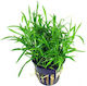 Stoffels Lebende Aquariumspflanze Lilaeopsis Lilaeopsis Novae-Ζelandiae