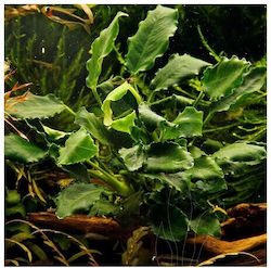 Anubias Barteri Var Nana Kirin Lava Stone Φπ