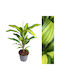 Cordyline Fruticosa Kiwi