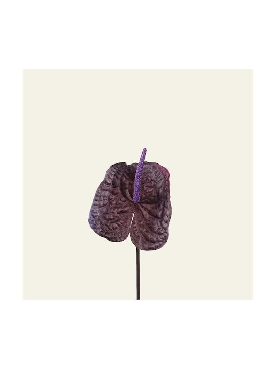 Anthurium Purple 66 Cm Beauty Home