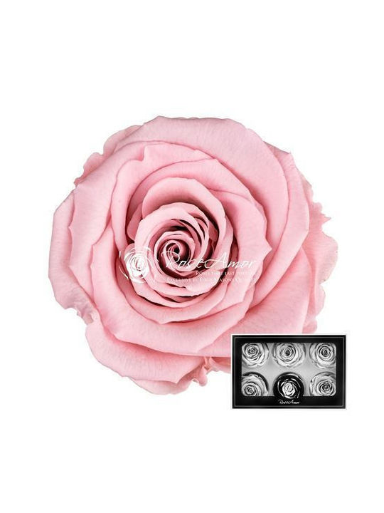 Αποχυμωμένα Τριαντάφυλλα Lplus Pink 04 6τμχ