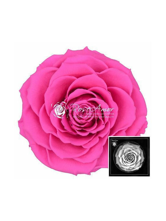 Αποχυμωμένα Τριαντάφυλλα Bonita Pink 07