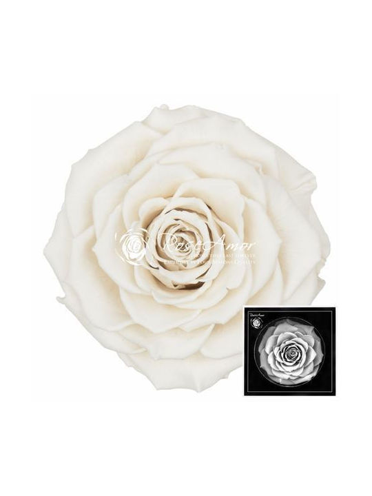 Αποχυμωμένα Τριαντάφυλλα Bonita White 04