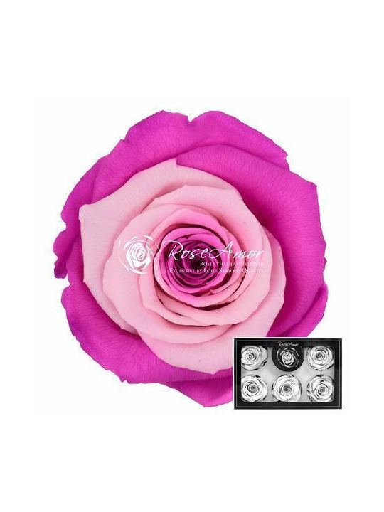 Konservierte Rosen XL Bic 29 6 Stk