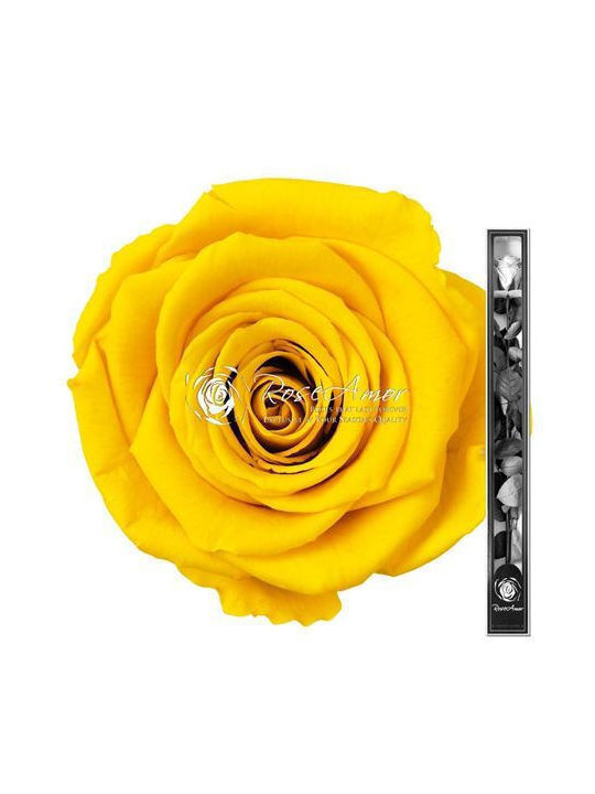 Konservierte Rosen 70cm Stiel Gelb 02