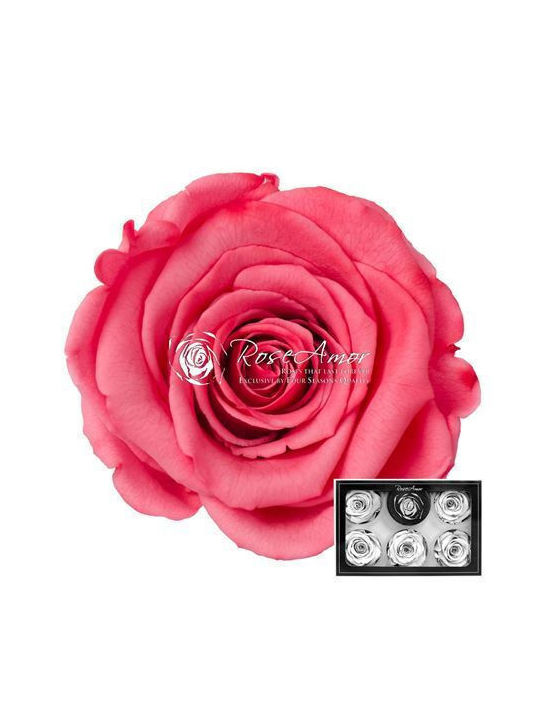 Konservierte Rosen Xl Bic 09 6 Stk
