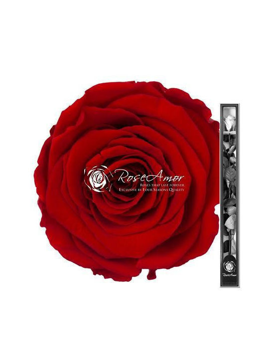 Preserved Roses 70cm Stem Red 02