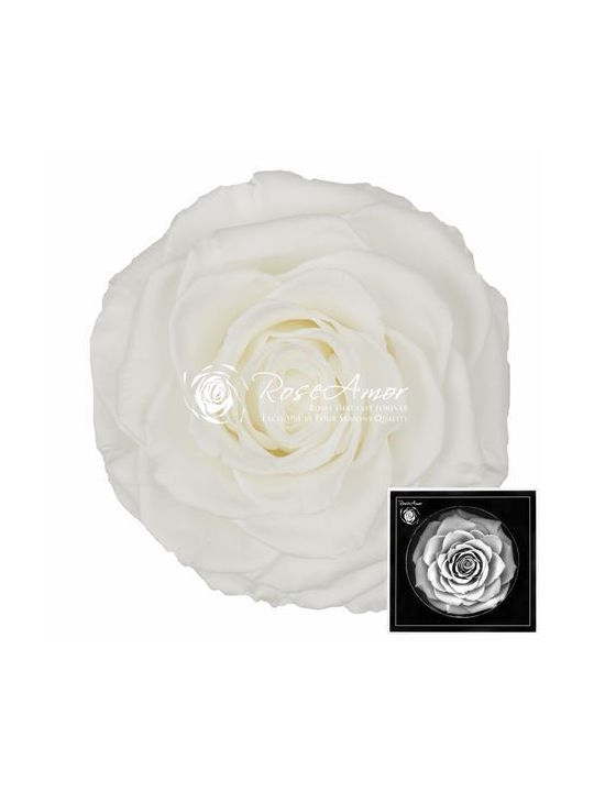 Αποχυμωμένα Τριαντάφυλλα Bonita White 01