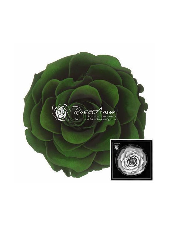 Preserved Roses Bonita Green 02