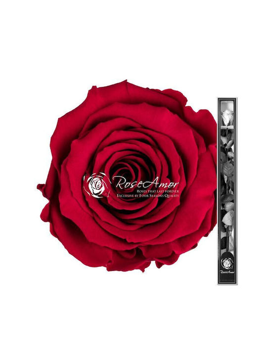 Konservierte Rosen 70cm Stiel Rosa 02