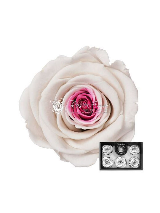 Konservierte Rosen XL Bic 14 6 Stk