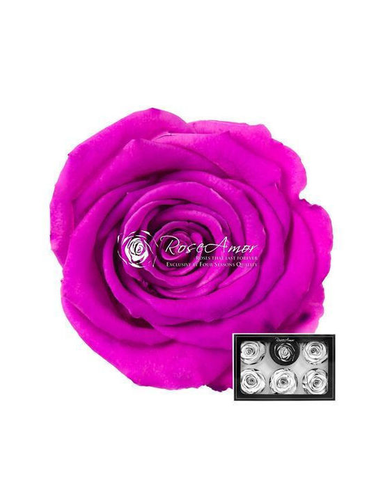 Konservierte Rosen XL Bic 05 6 Stk