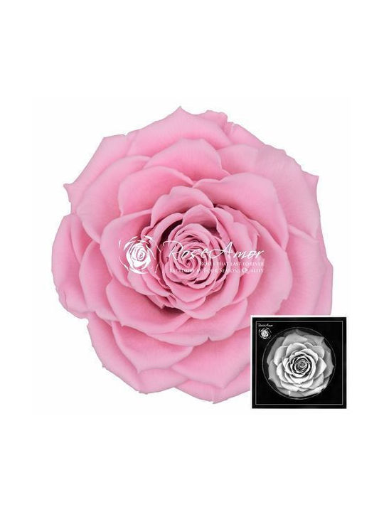 Bonita Pink Preserved Roses 04