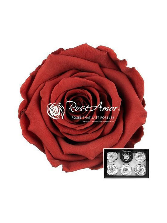 Preserved Roses XL Grp 01 6pcs