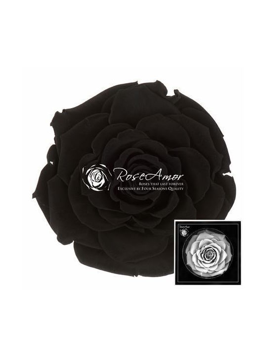 Αποχυμωμένα Τριαντάφυλλα Bonita Black 01
