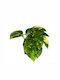 Pothos – Epipremnum Aureum