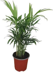 Χαμαιδώρεα – Chamaedorea Elegans Χαμαιδώρεα – Chamaedorea Elegans