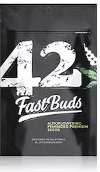 Fast Buds Seeds Canna