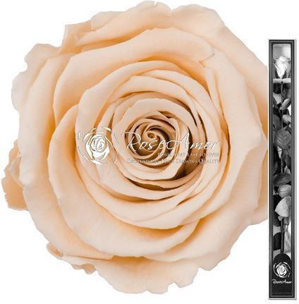 Αποχυμωμένα Τριαντάφυλλα 70cm Stem Champagne 01