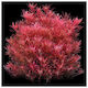 Rotala Rotundifolia Blood Red Φπ