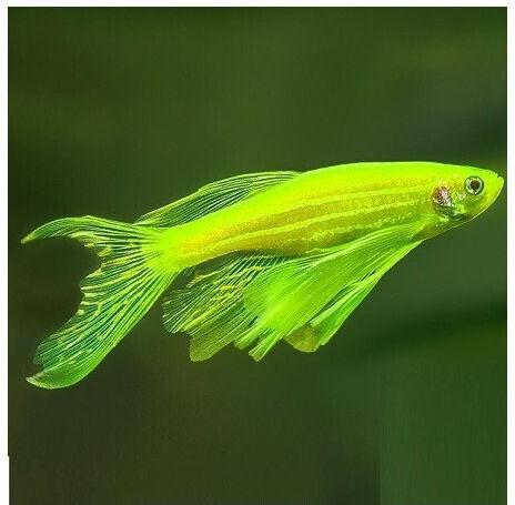 Danio Elektrisches Grün Neon Langflosse 2,5 cm