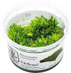 Tropica 1-2-grow Ζωντανό Φυτό Ενυδρείου