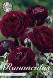 Ranunculus Purple Packet of 10 Bulbs