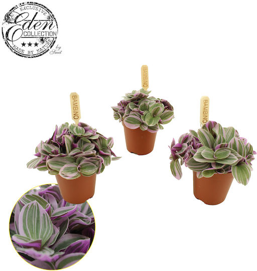 Tradescantia Sweetness Telegraph Tradescantia Sweetness Telegraph