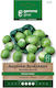 Gemma Samen Kohl Brüssel Grün 1.8gr