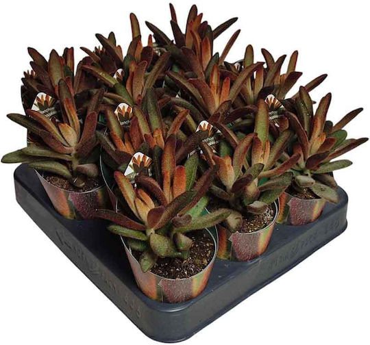 Kalanchoe 'chocolate Soldier' 6.5cm