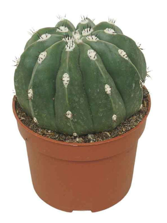 Melocactus Maxonii F Inermis 10.5cm