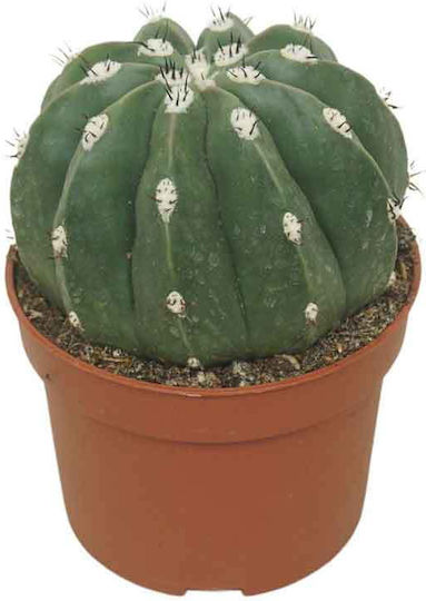 Melocactus Maxonii F Inermis 10,5 cm Melocactus Maxonii F Inermis 10,5 cm