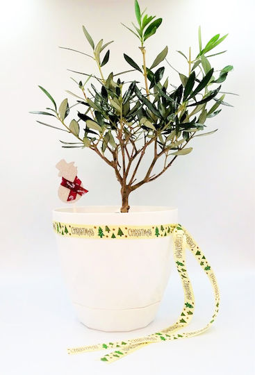 Bonsai Olive Christmas Gift