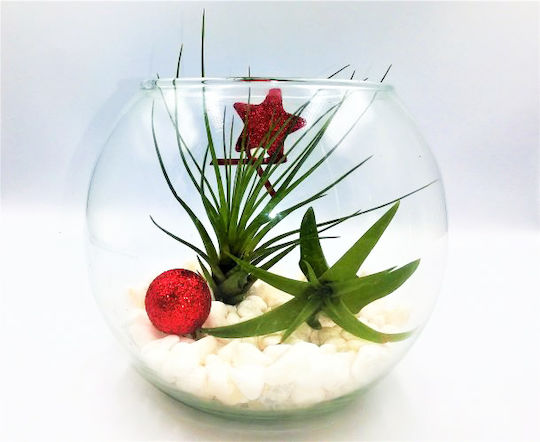 Festive Air Plant Arrangement in Glass with White Pebbles