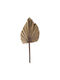 Dried Plant 50cm Nuova Vita